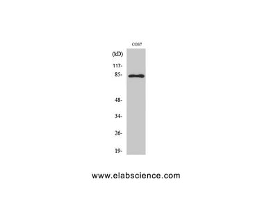 Phospho-STAT1 (Tyr701) Polyclonal Antibody