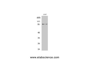 Phospho-STAT3 (Ser727) Polyclonal Antibody