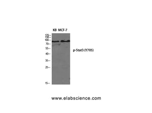 Phospho-STAT3 (Tyr705) Polyclonal Antibody