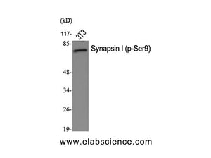 Phospho-SYN1 (Ser9) Polyclonal Antibody