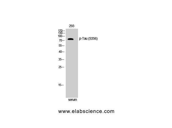Phospho-Tau (Ser356) Polyclonal Antibody