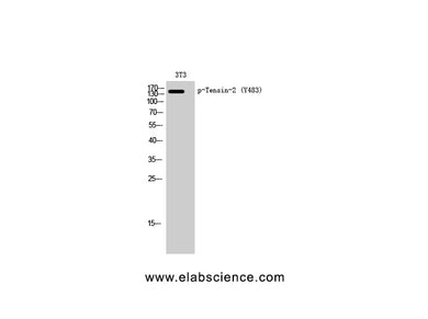 Phospho-TNS2 (Tyr483) Polyclonal Antibody