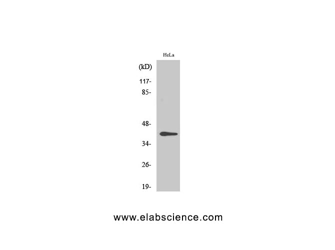 Phospho-CCR5 (Ser349) Polyclonal Antibody