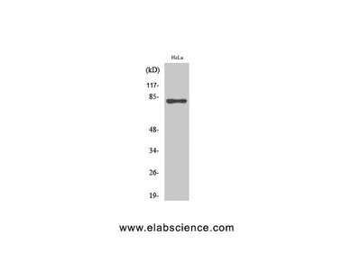 Phospho-RAD17 (Ser645) Polyclonal Antibody