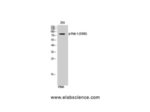 Phospho-RPS6KA1 (Ser380) Polyclonal Antibody