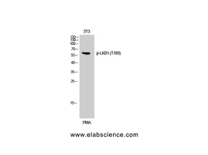 Phospho-STK11 (Thr189) Polyclonal Antibody