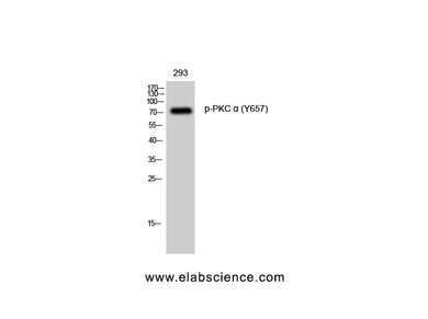 Phospho-PRKCA (Tyr657) Polyclonal Antibody
