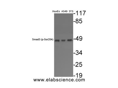 Phospho-SMAD3 (Ser204) Polyclonal Antibody