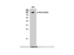 Phospho-WEE1 (Ser642) Polyclonal Antibody