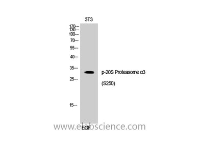 Phospho-PSMA3 (Ser250) Polyclonal Antibody