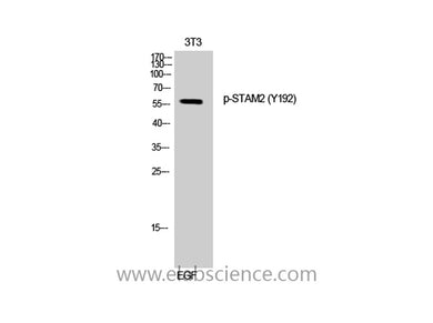 Phospho-STAM2 (Tyr192) Polyclonal Antibody