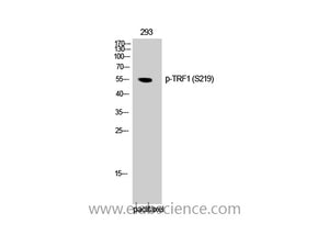 Phospho-TERF1 (Ser219) Polyclonal Antibody