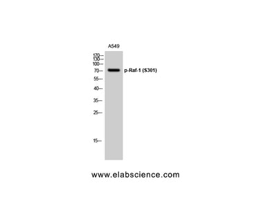 Phospho-RAF1 (Ser301) Polyclonal Antibody