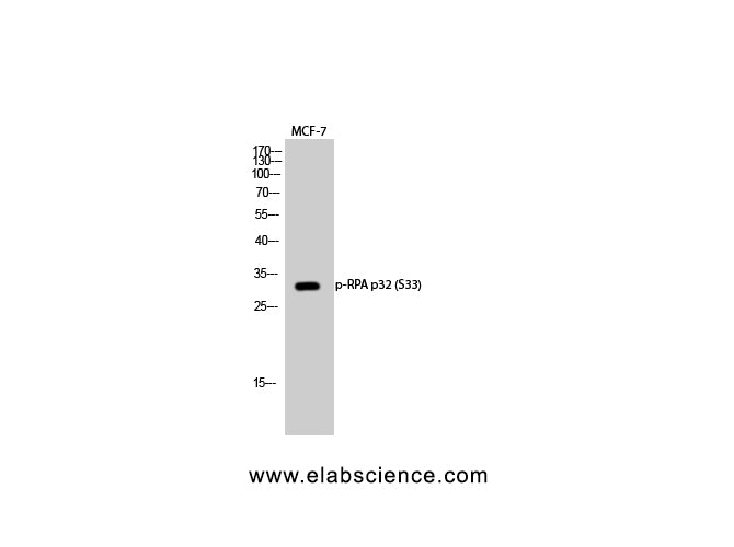 Phospho-RPA2 (Ser33) Polyclonal Antibody
