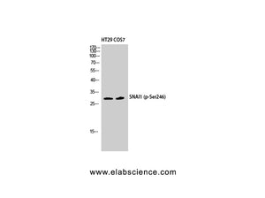 Phospho-SNAI1 (Ser246) Polyclonal Antibody