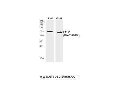 Phospho-PTEN (Ser380/T382/T383) Polyclonal Antibody