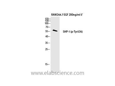 Phospho-SH-PTP1 (Tyr536) Polyclonal Antibody