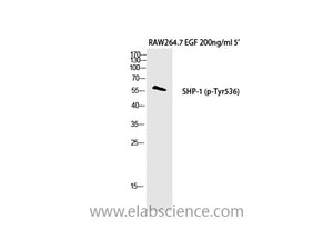Phospho-SH-PTP1 (Tyr536) Polyclonal Antibody