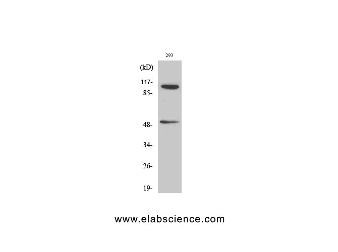 Phospho-NF?B-p105/p50 (Ser337) Polyclonal Antibody