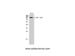 Phospho-PTK2B (Tyr881) Polyclonal Antibody