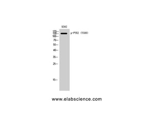 Phospho-PTK2B (Tyr580) Polyclonal Antibody
