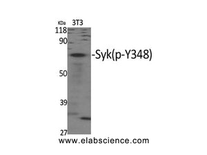 Phospho-SYK (Tyr348) Polyclonal Antibody