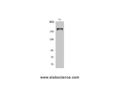 Phospho-WNK1 (Thr60) Polyclonal Antibody