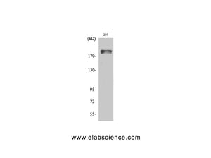 Phospho-WNK1 (Thr60) Polyclonal Antibody
