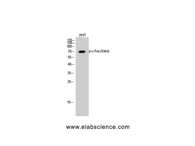 Phospho-c-Fos (Ser362) Polyclonal Antibody