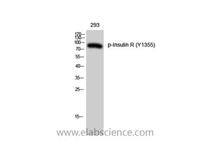 Phospho-Insulin R (Tyr1355) Polyclonal Antibody