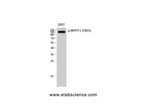 Phospho-PPP1R12A (Thr853) Polyclonal Antibody