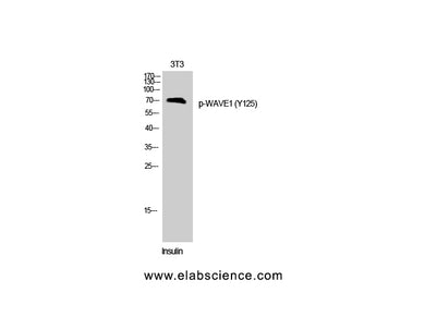 Phospho-WASF1 (Tyr125) Polyclonal Antibody