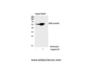 Phospho-XIAP (Ser87) Polyclonal Antibody