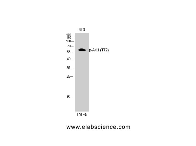 Phospho-AKT1 (Thr72) Polyclonal Antibody