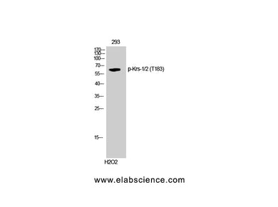 Phospho-STK3/4 (Thr183) Polyclonal Antibody