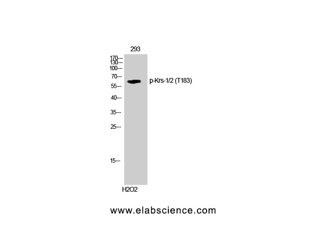 Phospho-STK3/4 (Thr183) Polyclonal Antibody