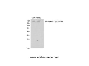 Phospho-PLCB3 (Ser537) Polyclonal Antibody