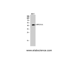 Phospho-YAP1 (Ser127) Polyclonal Antibody