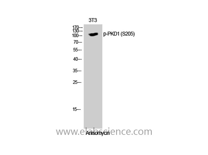 Phospho-PRKD1 (Ser205) Polyclonal Antibody