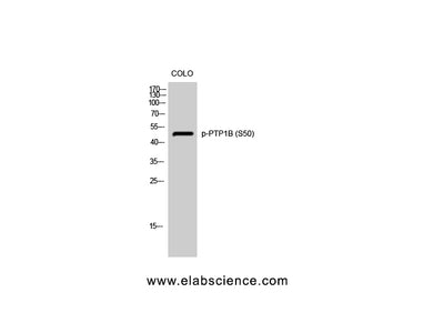 Phospho-PTPN1 (Ser50) Polyclonal Antibody
