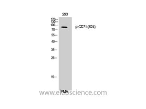 Phospho-CD71 (Ser24) Polyclonal Antibody