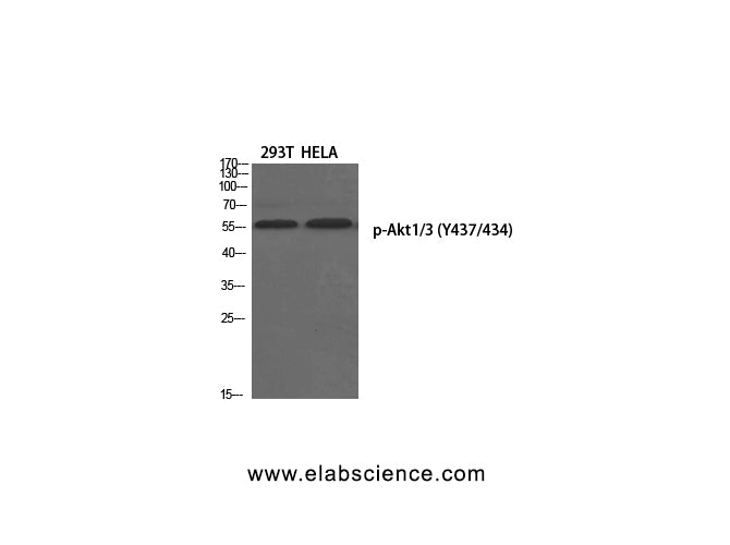 Phospho-AKT1/3 (Tyr437/434) Polyclonal Antibody