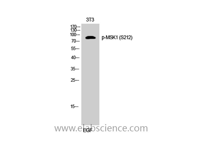 Phospho-RPS6KA5 (Ser212) Polyclonal Antibody