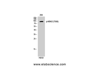 Phospho-RPS6KA4 (Thr568) Polyclonal Antibody