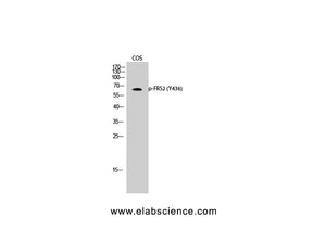 Phospho-FRS2 (Tyr436) Polyclonal Antibody