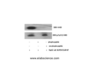Phospho-DDR1 (Tyr513) Polyclonal Antibody