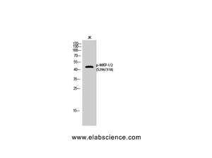 Phospho-MKP1/2 (Ser296/318) Polyclonal Antibody