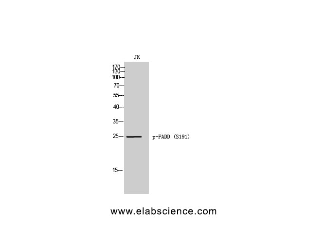 Phospho-FADD (Ser191) Polyclonal Antibody