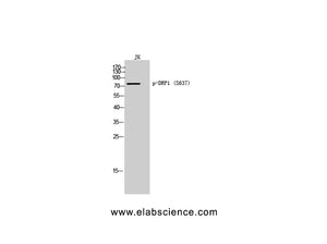 Phospho-DRP1 (Ser637) Polyclonal Antibody