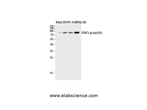 Phospho-STAT1 (Ser727) Polyclonal Antibody